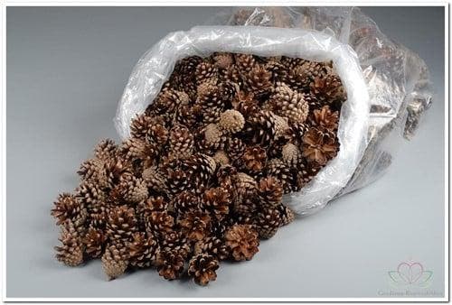 Dennenappel Silvester ca. 5 kg, Hobby en Vrije tijd, Knutselen, Nieuw