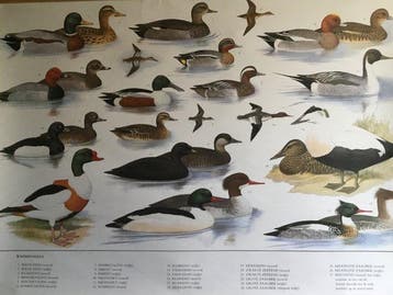 Oude originele schoolplaat. “ Watervogels “ - Slijper -