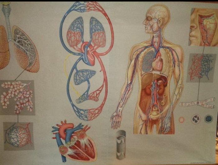 anders - Grote oude Anatomische schoolplaat / schoolkaart, Antiek en Kunst, Kunst | Tekeningen en Fotografie