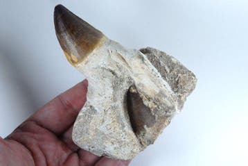 Prognatodon giganteous tand in kaakbeen - Fossiele tand -