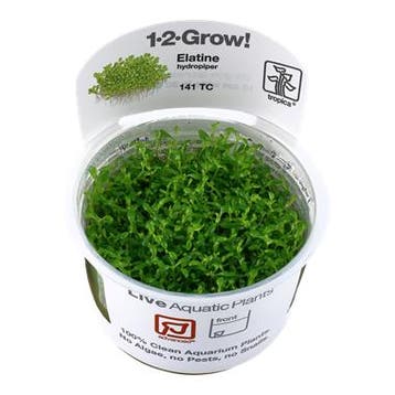 Tropica Elatine hydropiper 1-2-grow! (Advanced), Verzenden, Nieuw