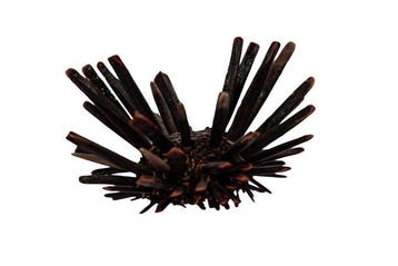 Griffelseeigel (13x11x9cm) | Heterocentrotus mammillatus |