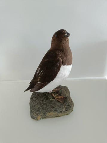 Dwergalk Taxidermie volledige montage - Alle alle - 19 cm -, Nieuw