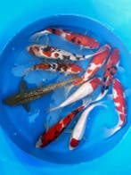 Hirasawa Marusei 29-34cm (Japanse Koi), Ophalen of Verzenden