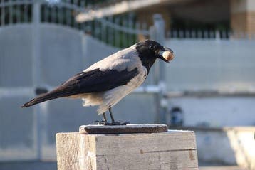 Corneille d’Amérique Support de corps entier pour taxidermie