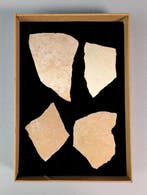 Aepyornis-eierfragment - Fossiel fragment - Aepyornis