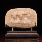 Section fossile de la mâchoire des dents du mosasaure -