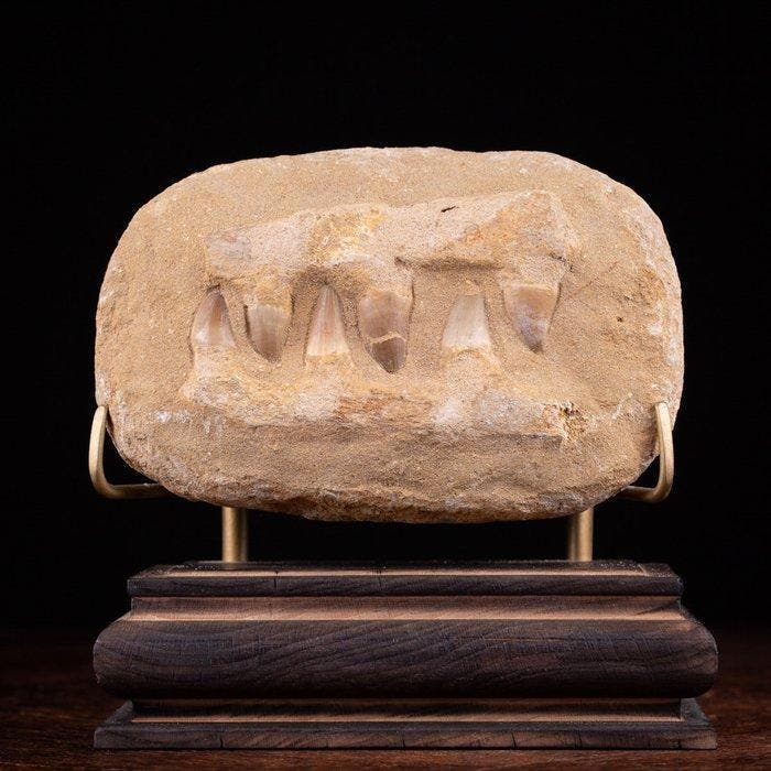Section fossile de la mâchoire des dents du mosasaure -, Antiquités & Art, Curiosités & Brocante