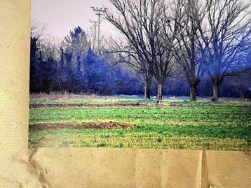 Abbas Gharib - Trees (Alberi), Antiek en Kunst