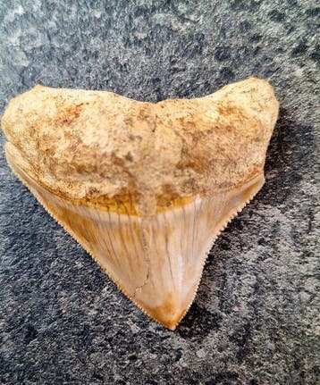Megalodon - Fossiele tand - Otodus (Carcharocles) megalodon