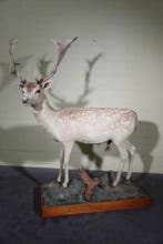 Fallow Buck fullmount Schedel - Dama dama - 140 cm - 174 cm, Nieuw
