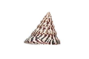 Doopvontschelp Koraal - Rochia nilotica XXL (Tectus) |, Verzamelen, Nieuw