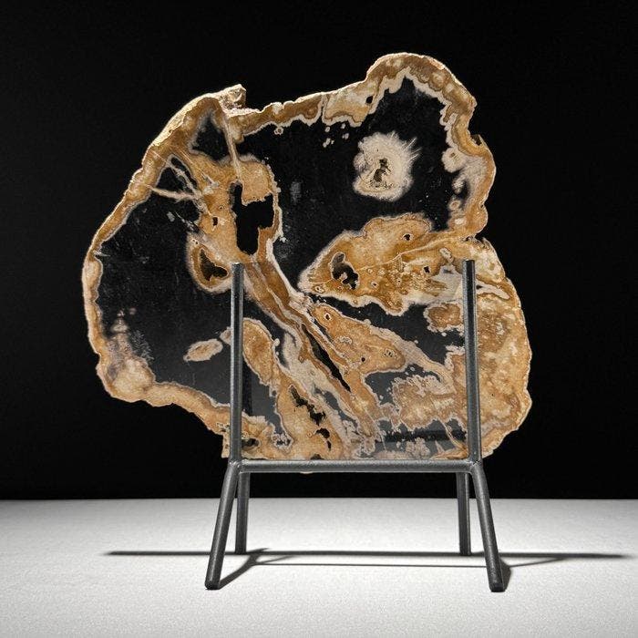 Prachtige plak versteend hout op een op maat gemaakte, Antiquités & Art, Art | Objets design