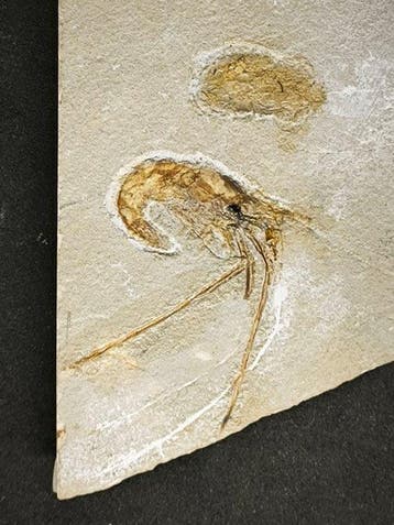 Crevettes - Matrice de plaque fossilisée - Particolare