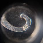 Argento 925. Ammonite fossile. - Broche - Mahajanga,