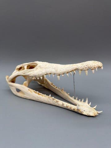 Nijlkrokodil Schedel van een reptiel - Crocodylus niloticus