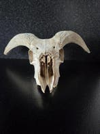 Schaap Taxidermie volledige montage - Ovis orientalis aries