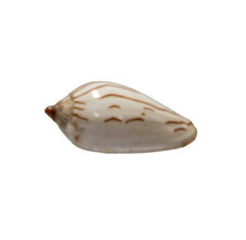 Volute zèbre (Amoria zebra) – éblouissant chef-dœuvre