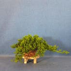 Jeneverbes bonsai (Juniperus) - Hoogte (boom): 11 cm -