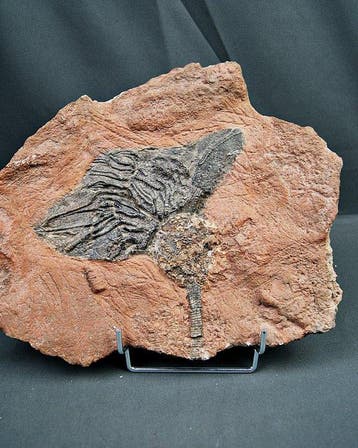 Crinoide - Fossiele sterfteplaat