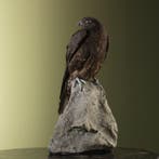 Hybride Valk Taxidermie Opgezette Dieren By Max, Verzamelen, Ophalen of Verzenden, Nieuw, Vogel, Opgezet dier