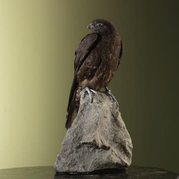 Hybride Valk Taxidermie Opgezette Dieren By Max, Ophalen of Verzenden, Opgezet dier