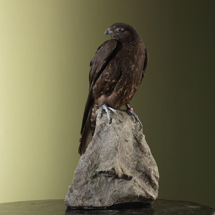 Hybride Valk Taxidermie Opgezette Dieren By Max, Collections, Collections Animaux, Enlèvement ou Envoi