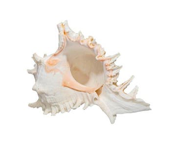 Gros murex géant blanc XXL  Escargot épineux Support de, Nieuw