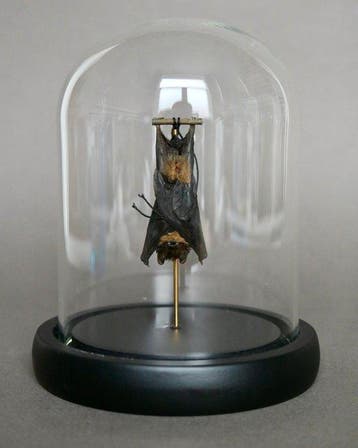 Chauve-souris Support de corps entier pour taxidermie -
