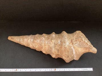 Grote zeldzame vrouwelijke gastropode fossiele schelp, 48