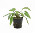 Cryptocoryne Willissii (Aquariumplanten, Aquarium producten), Verzenden, Nieuw, Plant(en), Steen of Hout
