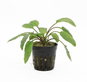 Cryptocoryne Willissii (Aquariumplanten, Aquarium producten), Verzenden, Plant(en), Steen of Hout
