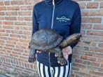 Fontaine - Bronze Turtle Statue - 2026