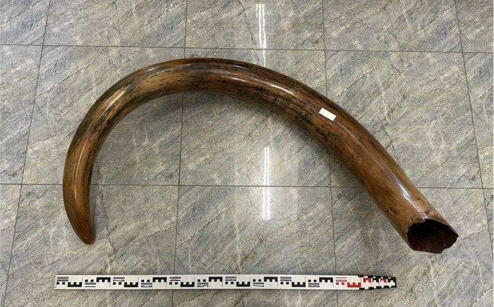 Wolharige mammoet - Gefossiliseerde slagtand - Mammuthus, Collections, Minéraux & Fossiles