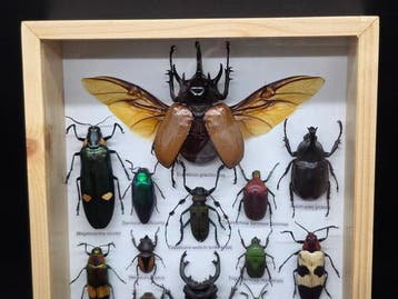 Cadre - Bois, Verre - XL - Insectes réels
