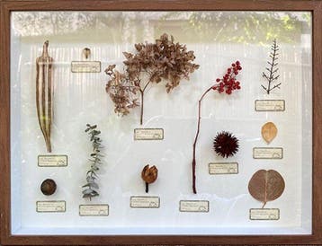 Verschillende planten Taxidermie volledige montage - Various
