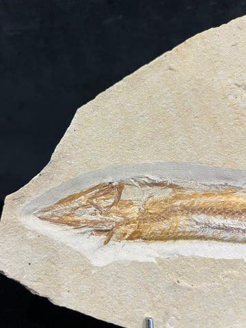 Vis - Fossiel skelet - Prionolepsis - 16 cm - 20 cm, Verzamelen