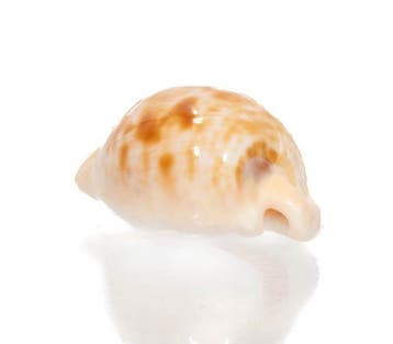 GIANT TOP GEM Specimen met gegevensblad Taxidermie, Nieuw
