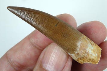 Plesiosaurus-tand - Fossiele tand - Zafarasaura oceanis -