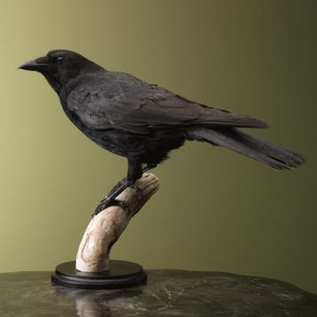 Kraai Taxidermie Opgezette Dieren By Max, Ophalen of Verzenden, Opgezet dier