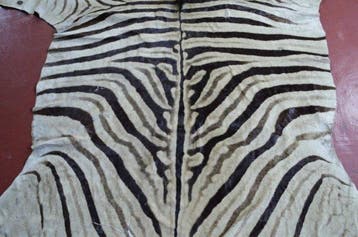Tapis - 239 cm - 203 cm - PEAU DE ZÈBRE