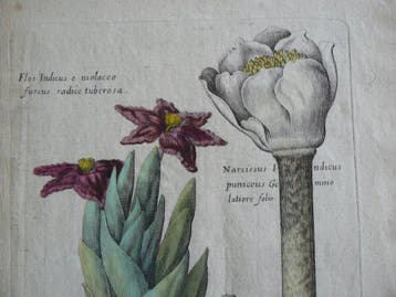 Théodore de Bry (XVII) - Florilegum novum (planche 21)