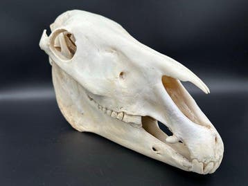 Burchell-zebra Schedel van een zoogdier - Equus quagga, Verzamelen, Nieuw