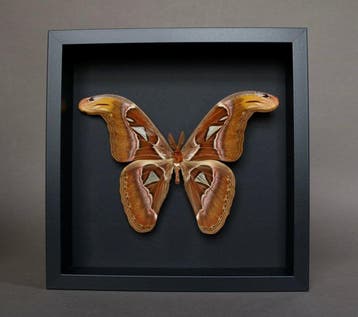 Vlinder Taxidermie volledige montage - Attacus atlas - 25 cm