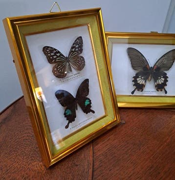 Vlinder Taxidermie volledige montage - Papilio - 23 cm - 17, Verzamelen, Nieuw