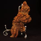 175 g XL 11,60 × 4,80 cm fossiele coproliet van dinosaurus