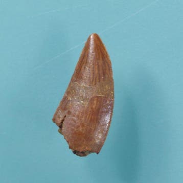 Dinosaurus - Fossiele tand - Abelisaurus - 23 mm - 10 mm