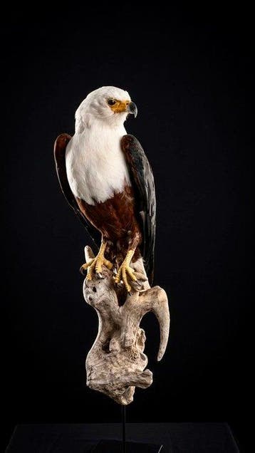 Arend Taxidermie volledige montage - Icthyophaga vocifer -, Nieuw
