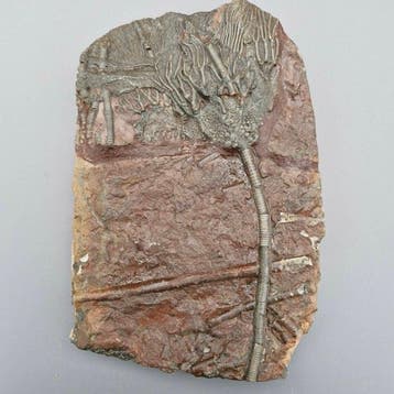 Crinoide - Gefossiliseerd dier - Scyphocrinus elegans - 233