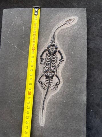 Reptile marin - Animal fossilisé - Fossile de Keichousaurus